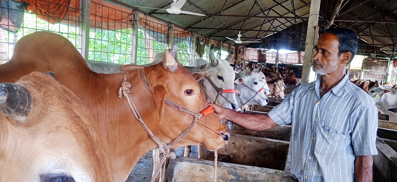 নাঙ্গলকোটে কোরবানীর ঈদ বাজারে বিক্রির জন্য ২৭ হাজার গরু প্রস্তুত