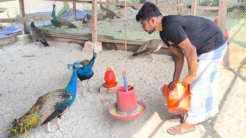 একজোড়া থেকে শাহ আলীর খামারে শতাধিক ময়ূর